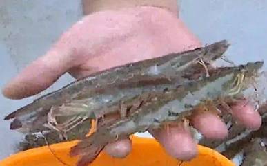 渤海明珠，鮮美上桌——濱海新區汪子蝦喜迎上市季